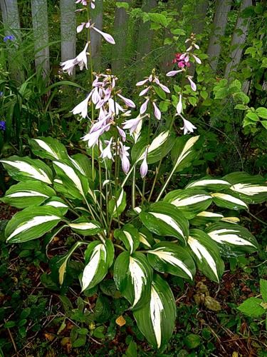 хоста undulata mediovariegata фото хоста undulata mediovariegata фото